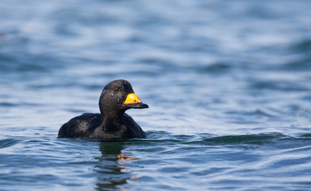 Ornitologiczna sensacja. Rzadki ptak z Ameryki Północnej nad Bałtykiem