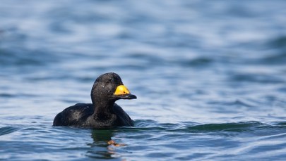 Ornitologiczna sensacja. Rzadki ptak z Ameryki Północnej nad Bałtykiem