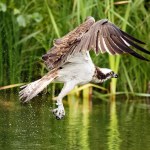 Ornitologom aż zapiera dech. Wracają rzadkie ptaki uzależnione od ryb