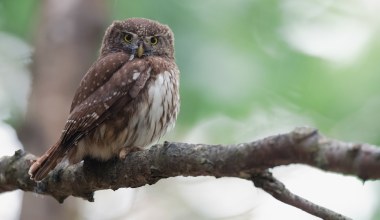 Ornitologowie pokazali zdjęcie sowy. "Zastanów się, zanim polubisz"