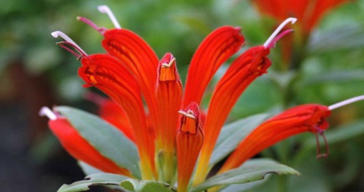 Oryginalny wygląd eszynantusa sprawia, że trudno przejść obok niego obojętnie Kojarzy się z popularnym kosmetykiem /Science Photo Library/EAST NEWS /East News