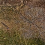 Orzechowy las wymiera. To największy na świecie gaj długowiecznych drzew