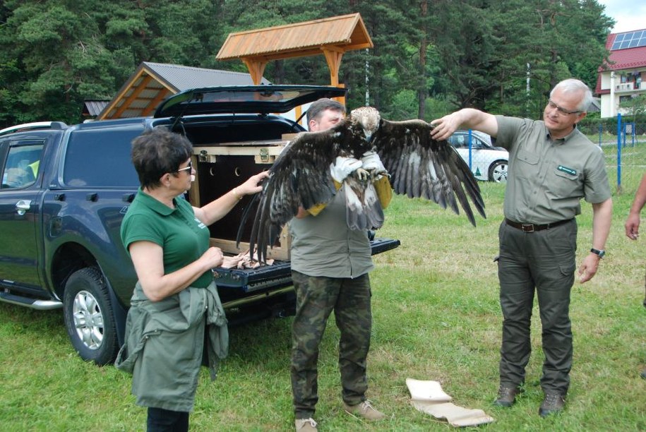 Orzeł przedni został wypuszczony na wolność po kilku miesiącach rehabilitacji /Lasy Państwowe /Materiały prasowe