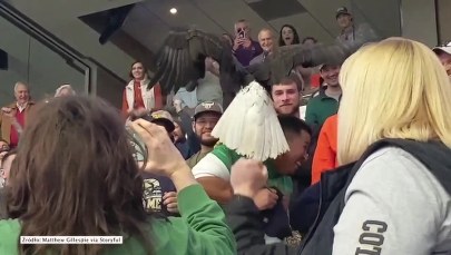 Orzeł wylądował na barku zszokowanego kibica