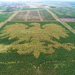 Orzeł z kaszubskiego lasu coraz bardziej widoczny. Zobacz wyjątkowe godło ze 100 tys. drzew