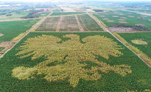 Orzeł z kaszubskiego lasu coraz bardziej widoczny. Zobacz wyjątkowe godło ze 100 tys. drzew