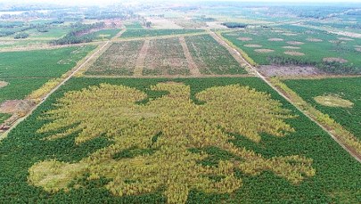 Orzeł z kaszubskiego lasu coraz bardziej widoczny. Zobacz wyjątkowe godło ze 100 tys. drzew