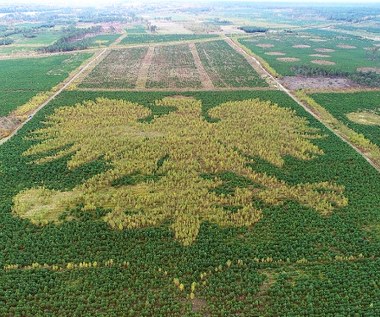 Orzeł z kaszubskiego lasu coraz bardziej widoczny. Zobacz wyjątkowe godło ze 100 tys. drzew