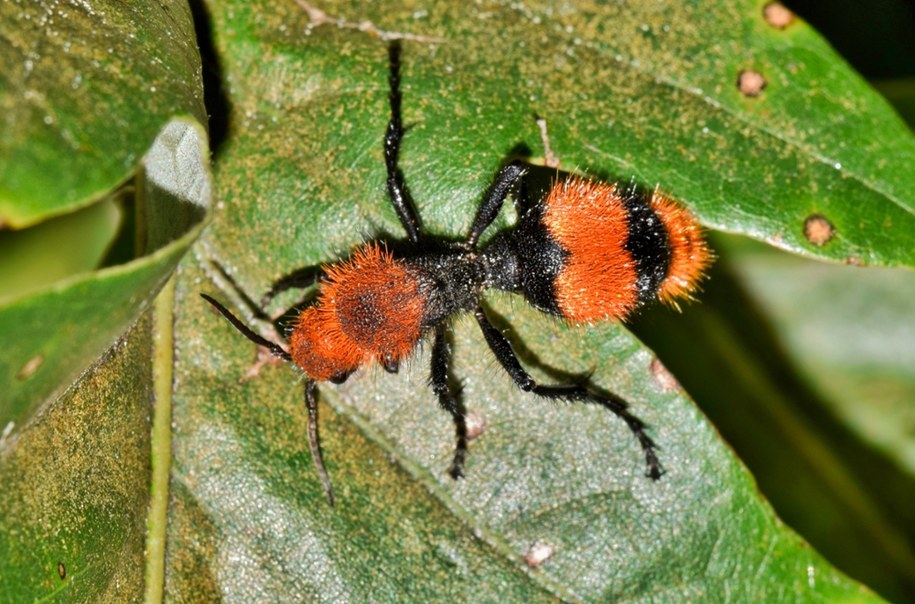 Osa Dasymutilla occidentalis, zwana "zabójcą krów" /Shutterstock