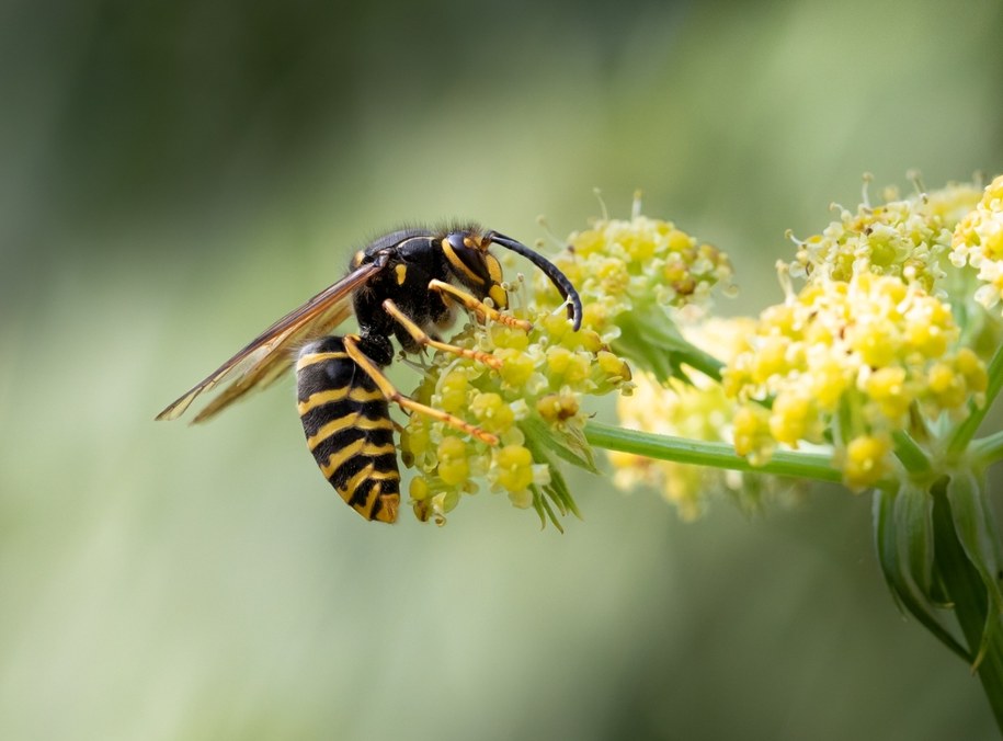 Osa ma wyraźne "wcięcie w talii" /Shutterstock