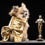Oscary 2022: Podczas gali będą zbierane środki na schroniska dla zwierząt
