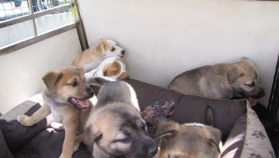 Osiem cudnych szczeniaków w tekturowym pudełku. Ktoś porzucił je w lesie