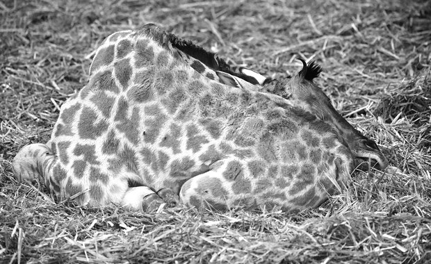 Osiem dni walczyli o życie młodej żyrafy. Smutna informacja z poznańskiego zoo