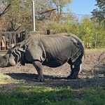 Osiemnastka w warszawskim zoo. Shikari dostała wyjątkowy tort