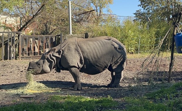 Osiemnastka w warszawskim zoo. Shikari dostała wyjątkowy tort