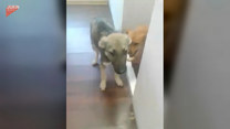 Osierocony pies znalazł nowy kochający dom. Rozczulające