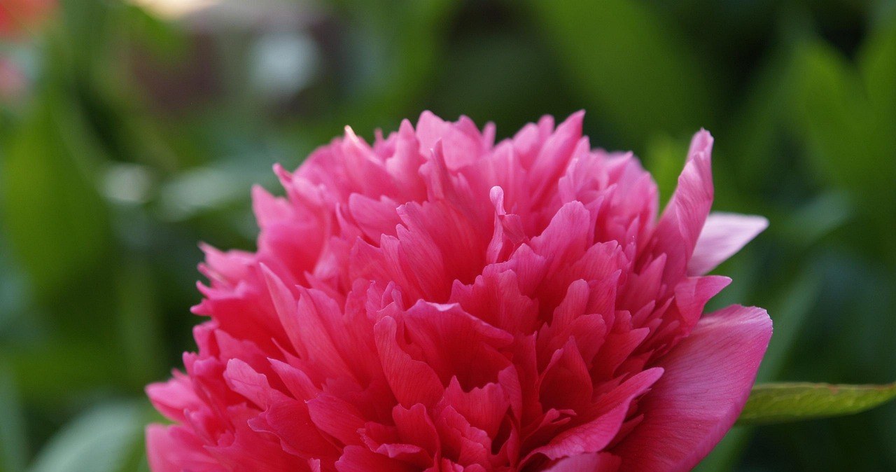 Осінь - вирішальний час для підготовки півоній до зими /pixabay.com