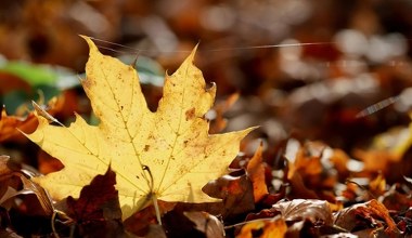 Осіннє прибирання саду без розпалювання вогнища. Що робити з опалим листям та гілками?