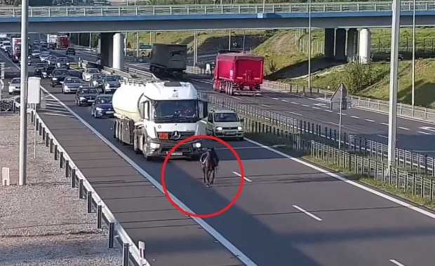 Osiodłany koń biegł po ekspresówce. Kierowcy zachowali zimną krew
