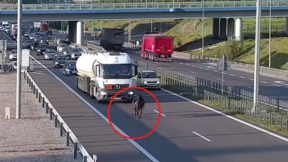 Osiodłany koń biegł po ekspresówce. Kierowcy zachowali zimną krew