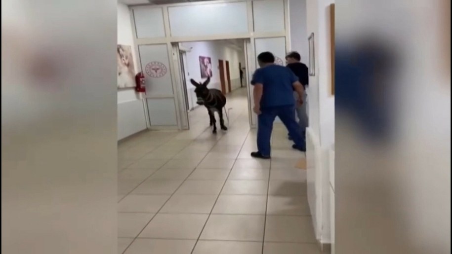 Osioł przyszedł do szpitala /East News