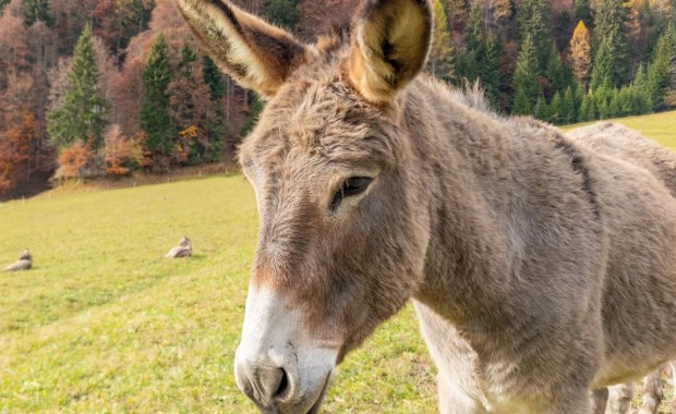 Osiołek Diesel zaginął 5 lat temu. Znalazł się... w stadzie jeleni