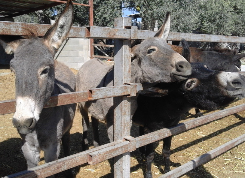 Osiołki z Golden Donkey Farm /A.Sulawa /INTERIA.PL