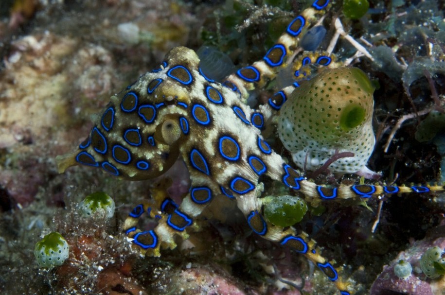 Ośmiornica niebieskopierścieniowa /MATTHEW OLDFIELD/Science Photo Library/East News /East News