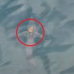 Ośmiornica złapała "na stopa" rekina. Niezwykłe nagranie 