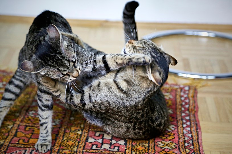 Osoby, które posiadają dwa lub więcej kotów powinny znać różnicę między agresją a zabawą u kotów. Ta druga często przypomina "zapasy" - koty są w bliskim kontakcie przez dłuższy czas, nie wokalizują i chowają pazury. To oznacza, że uznają aktywność za zabawę i nie zrobią sobie (ani nam) krzywdy