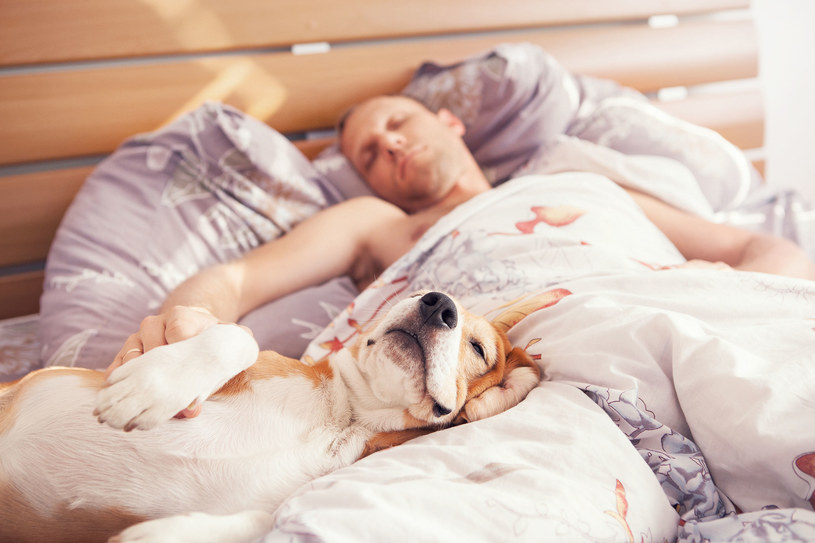 Osoby, które śpią lekko, powinny wyprosić zwierzęta z łóżka /123RF/PICSEL