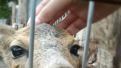 Ośrodek bez pieniędzy, zwierzęta bez opieki