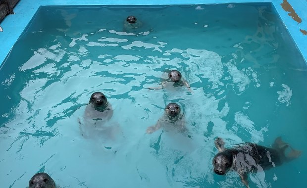 Ośrodek dla małych fok. Tutaj nabierają sił przed samodzielnym życiem