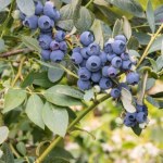 Ostatni dzwonek, by zrobić to z borówką. Lepiej pamiętaj, żeby za rok nie żałować