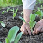 Ostatni dzwonek na wysianie w ogrodzie. Inaczej zbiorów latem nie będzie