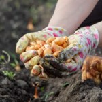 Ostatni dzwonek przed zimą. Co musisz zrobić w ogrodzie w listopadzie?