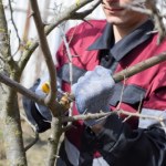 Ostatni moment. Co przycinamy jesienią w ogrodzie?