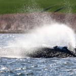 Ostatnia próba ratunku humbaka z Bałtyku. Ma podróżować barką trzy dni