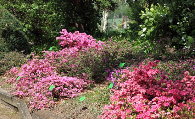 Ostatnia szansa na spacer po Arboretum w Wojsławicach. Przygotowano wiele atrakcji