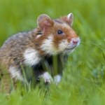 Ostatnio widziano je w latach 70. Polscy rolnicy natrafili na skarb