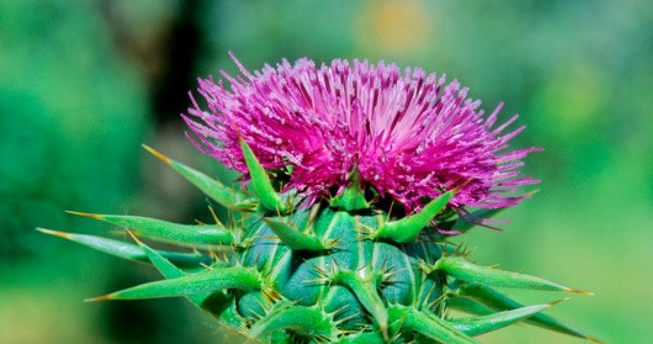 Ostropest plamisty zachwyca fioletowymi kwiatami, a zawarta w nim sylimaryna może wspomagać kondycję wątroby /Science Photo Library/EAST NEWS /East News