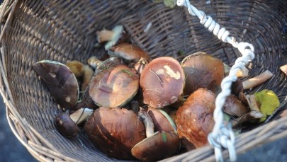 Ostrożnie z kupowaniem grzybów na targowiskach! 