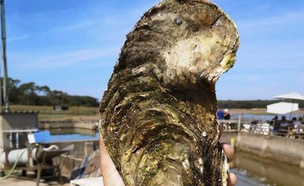 Ostryga-gigant wyłowiona z Atlantyku