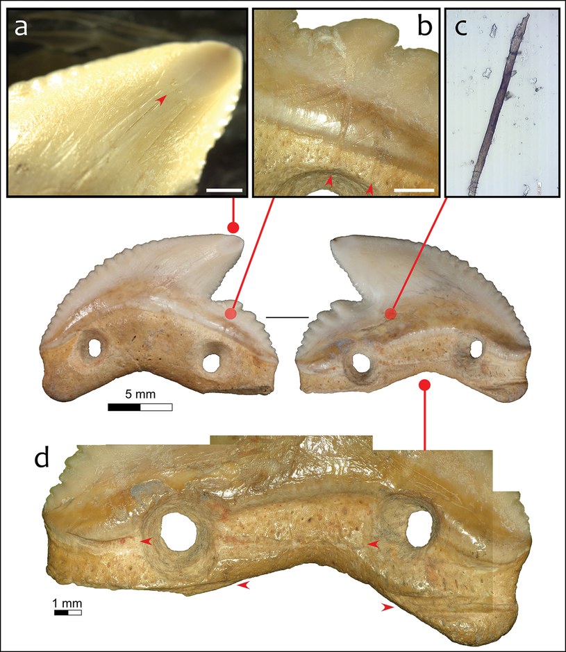 Ostrza z zębów rekina, znalezione przez archeologów /B. Stephenson, M. Langley/ Shark-tooth artefacts from middle Holocene Sulawesi. Antiquity /materiał zewnętrzny