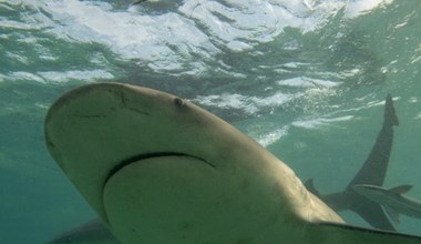 Ostrzegają w sprawie groźnego rekina. "Przygotujcie się na plażach"
