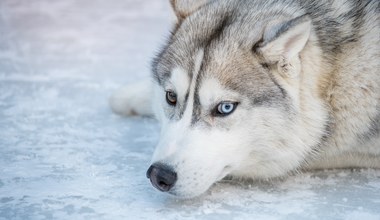 Ostrzegali, że w gminie grasuje wilk. Okazało się, że to pies husky