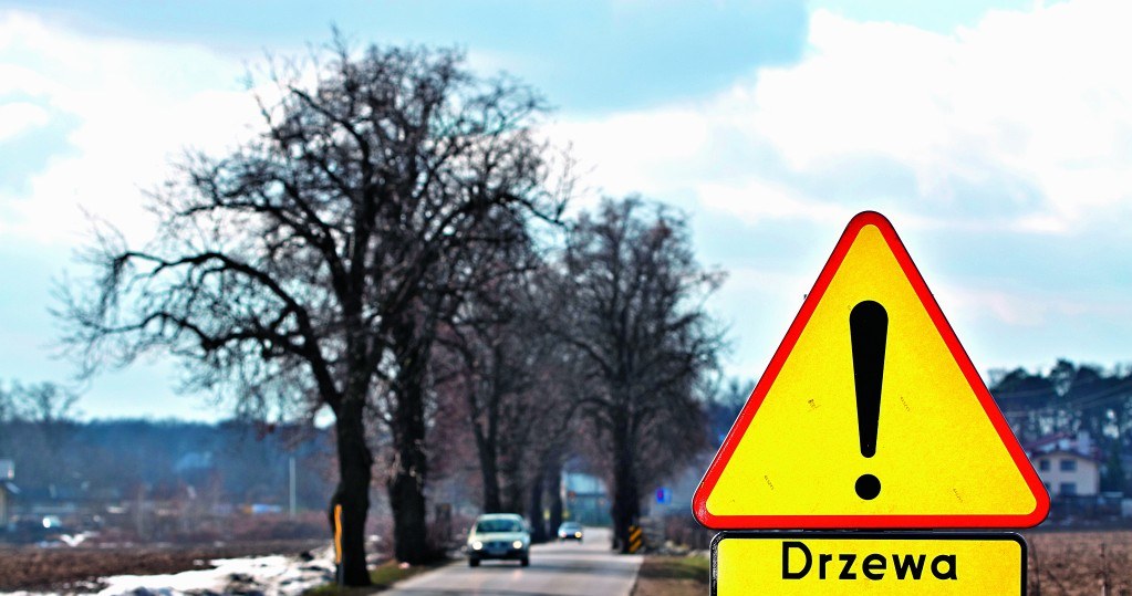 Ostrzeżenie o drzewach przy drodze. /Motor