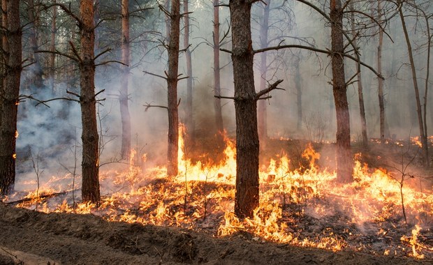 Ostrzeżenie przed pożarami w lasach. Ogień może się rozprzestrzeniać błyskawicznie