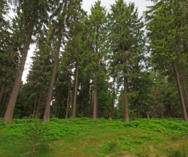 Ostrzeżenie w sprawie lasów. Cały kraj na pomarańczowo