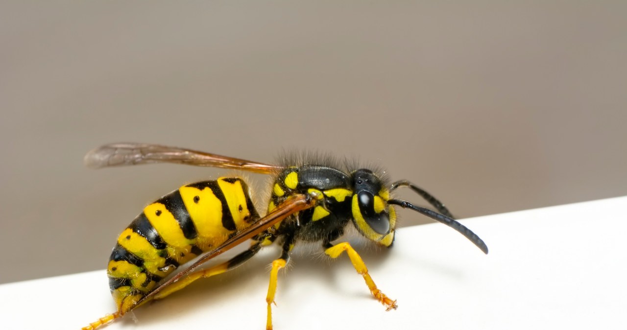 Osy często przylatują na taras czy balkon, wabione słodkimi napojami, jedzeniem, a nawet perfumami. /123RF/PICSEL